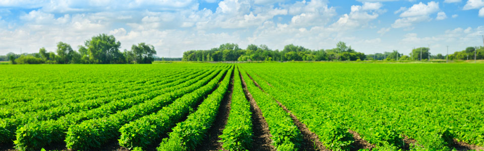 sustainable soy farming