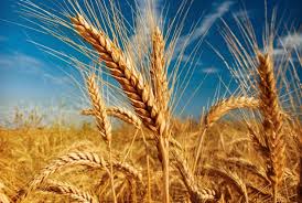 American wheat