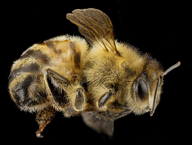 Almonds and Bees Environmental Sustainability