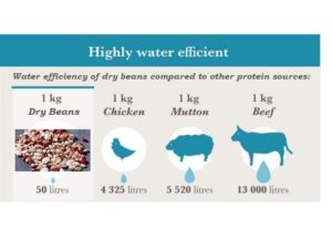 dry beans_water efficient