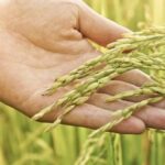 U.S. rice sustainability
