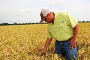 rice conservation