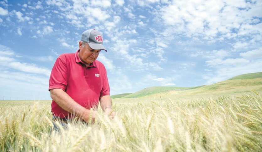 Gary Bailey wheat farming