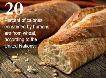 wheat calories