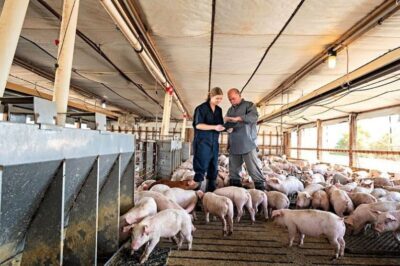 pigs animal welfare