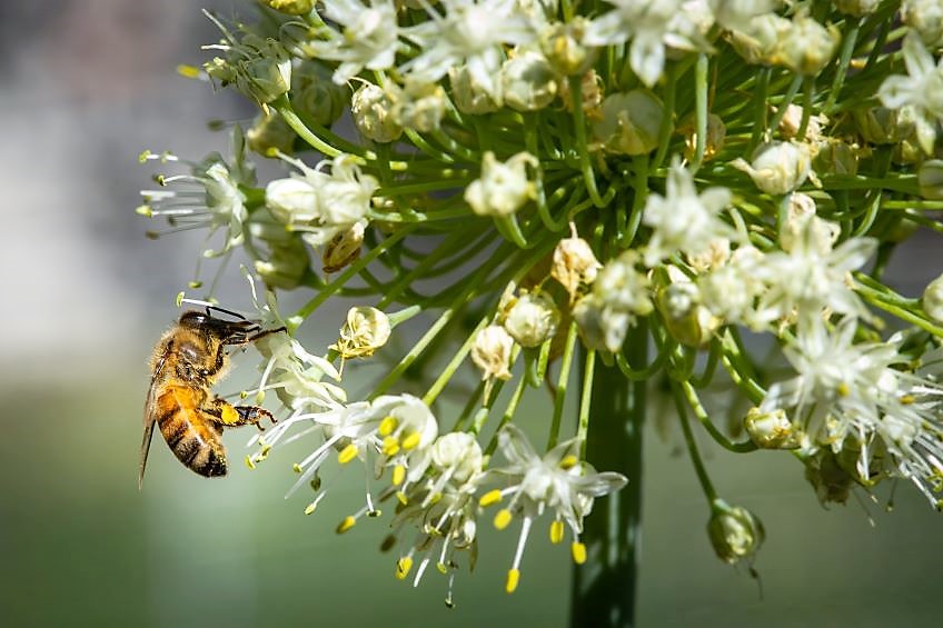 protect pollinators