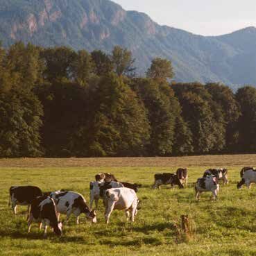 cows in a field