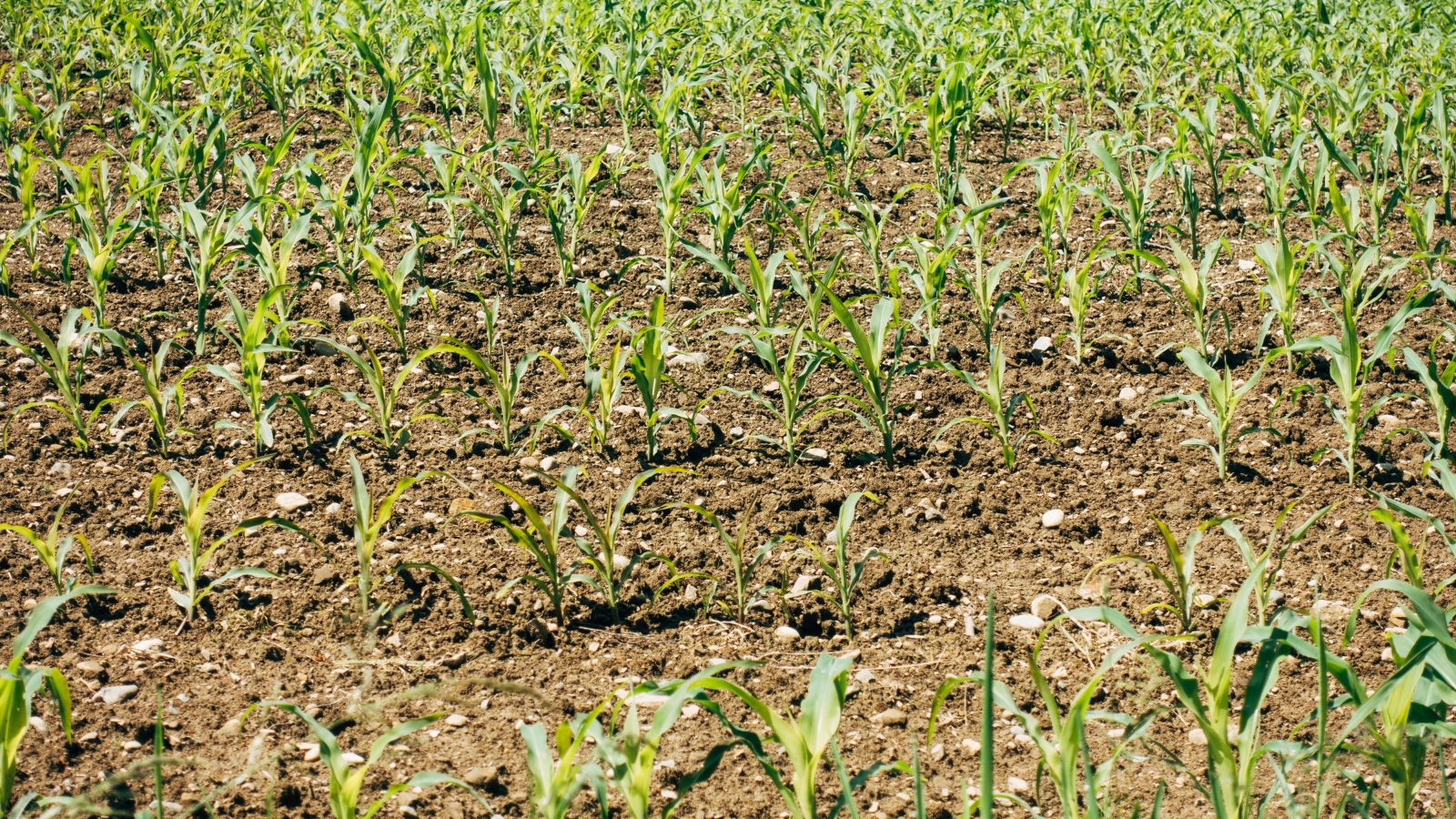 field with sparse plants